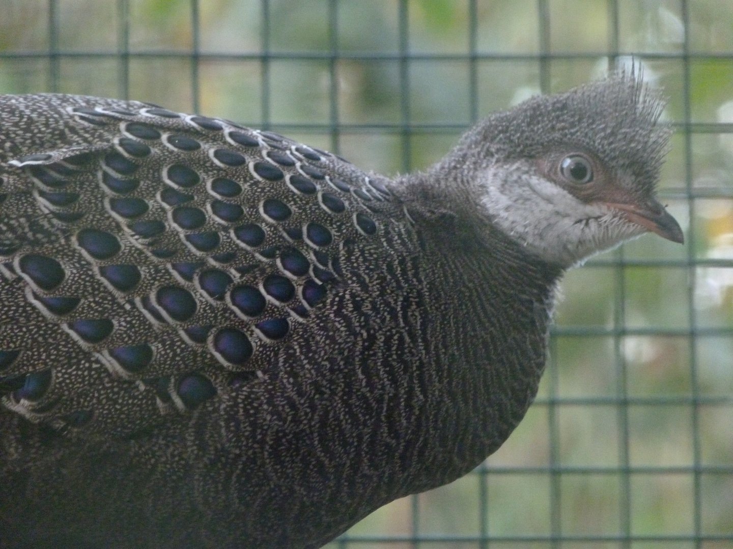 Grey peacock pheasant -Zoo de Santillana del Mar (2024)