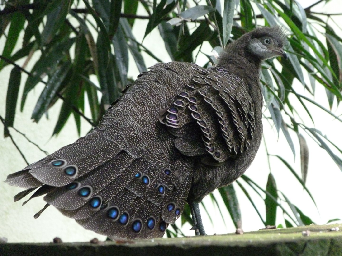 Grey peacock-pheasant -Zoo Praha (2025)