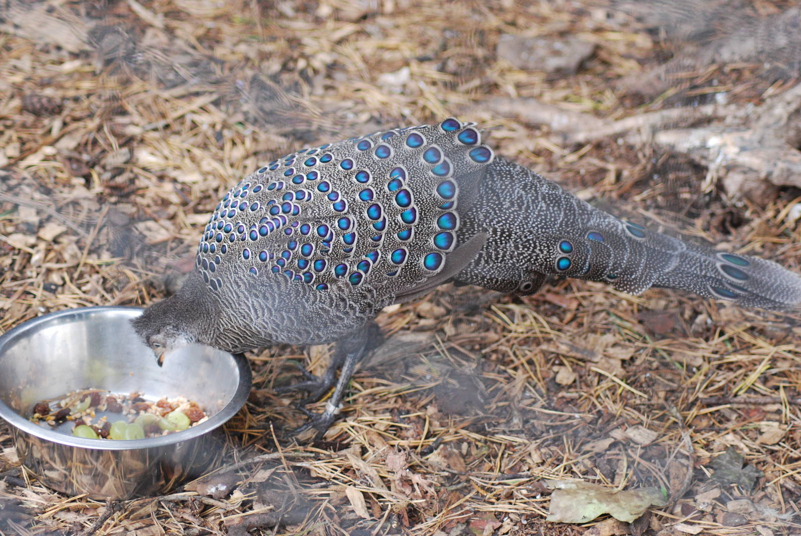 Grey Peacock-pheasant