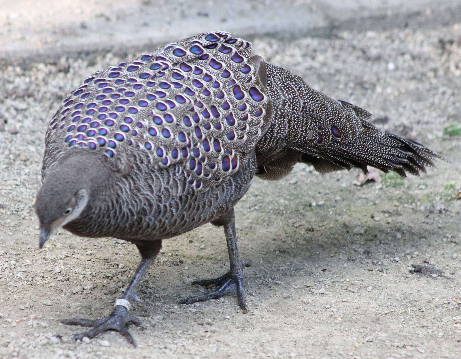 Grey peacock pheasant