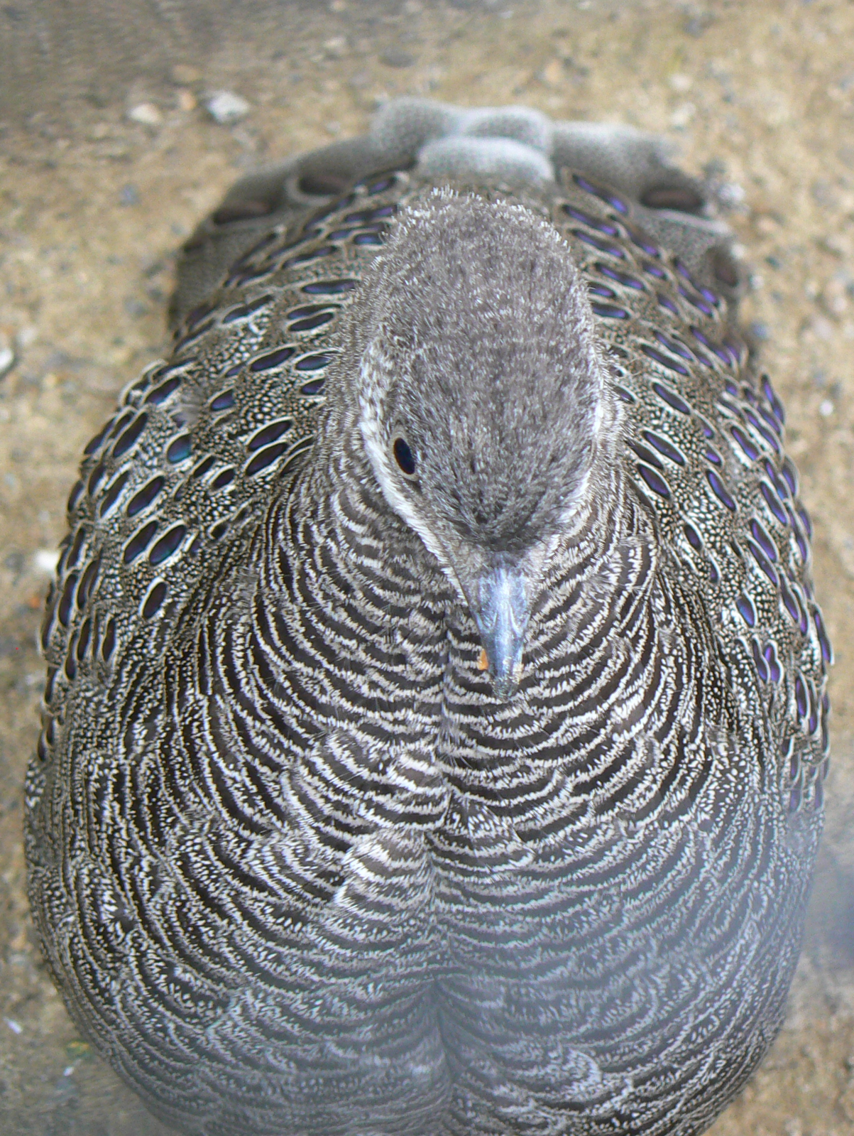 Grey Peacock-pheasant