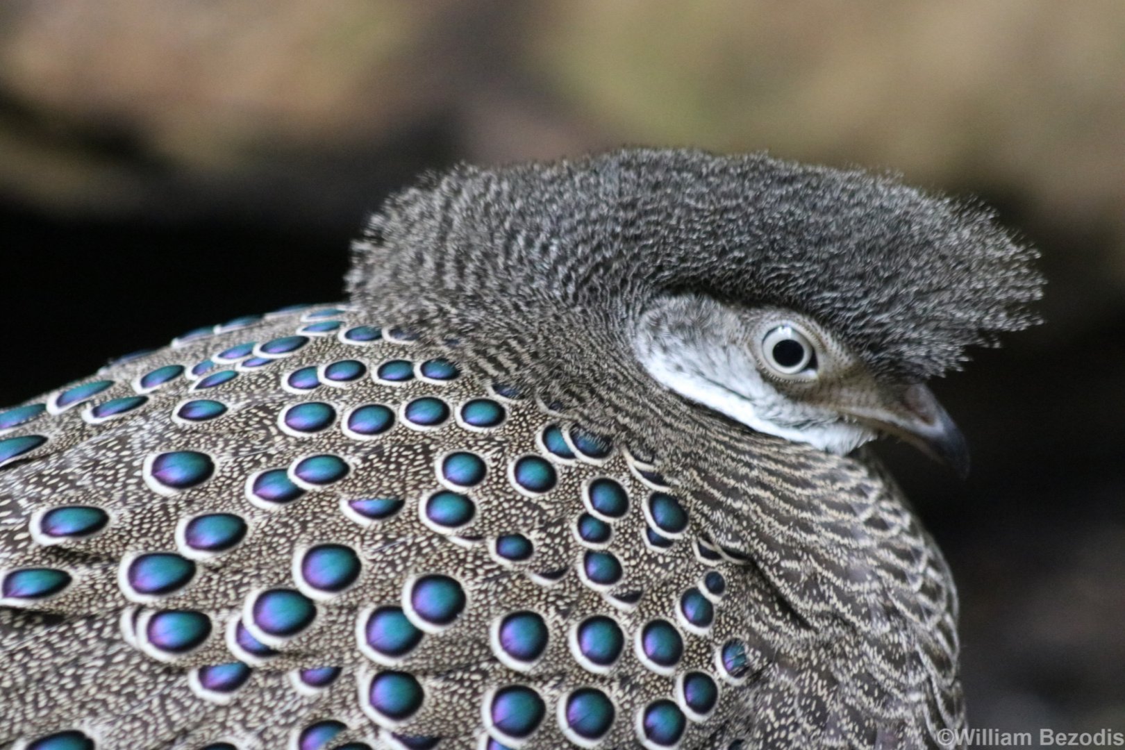 Grey Peacock-pheasant