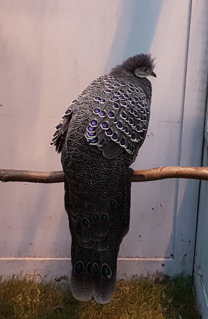 Grey peacock-pheasant