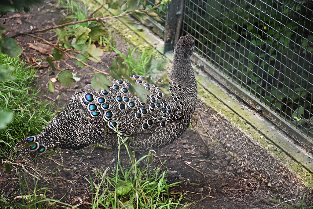 Grey peacock-pheasant