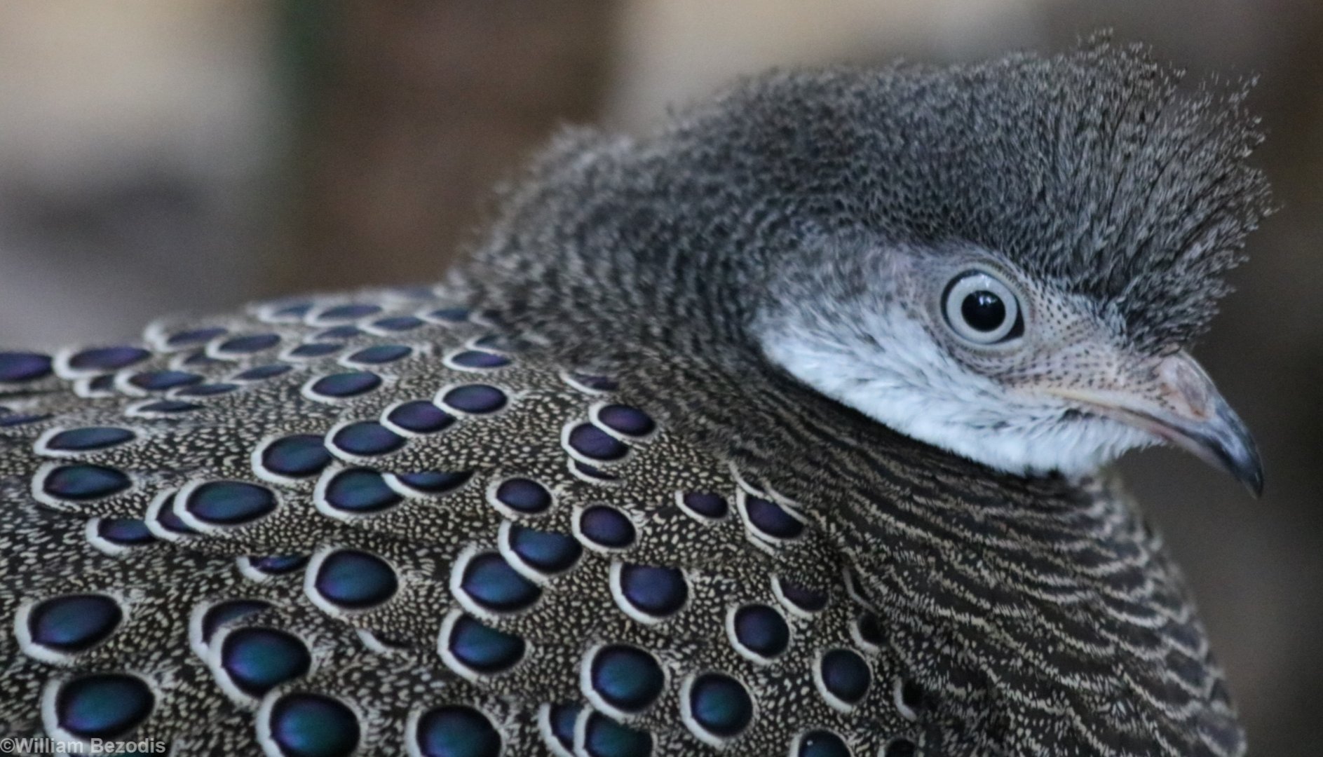 Grey Peacock-pheasant
