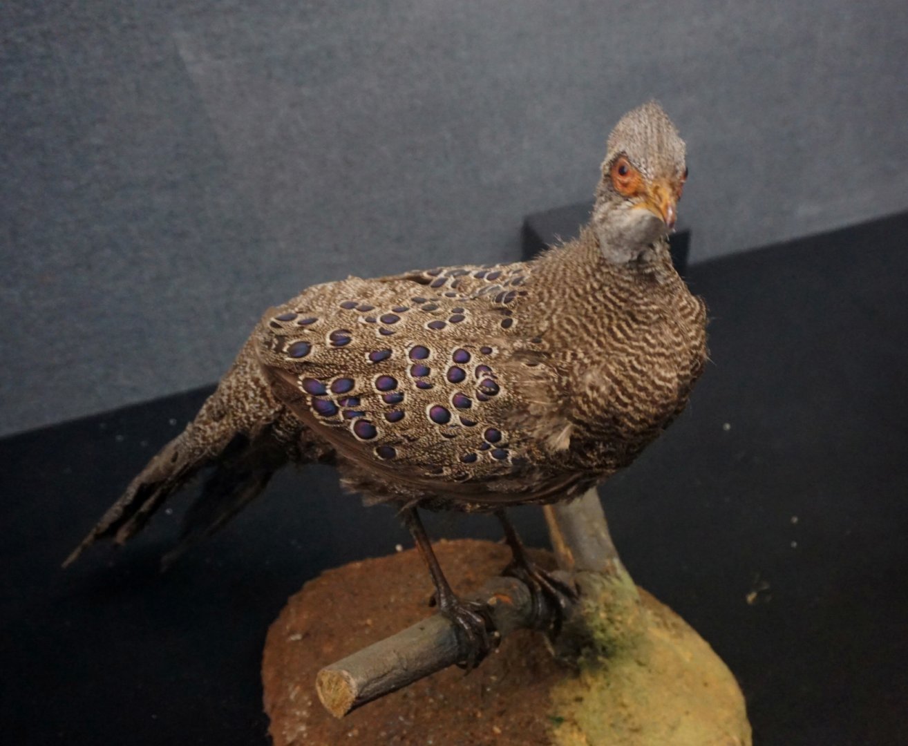 Grey peacock-pheasant