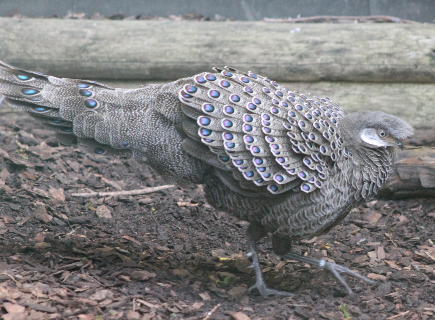 Grey peacock-pheasant