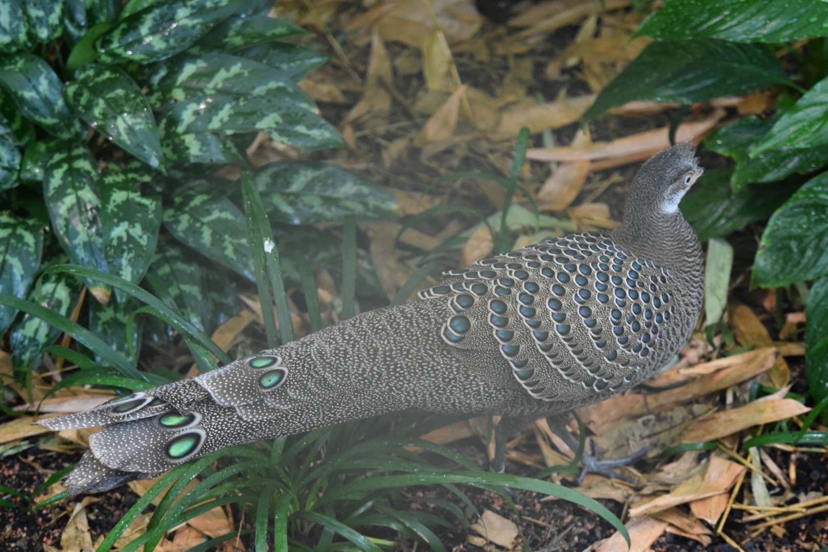 Grey peacock-pheasant