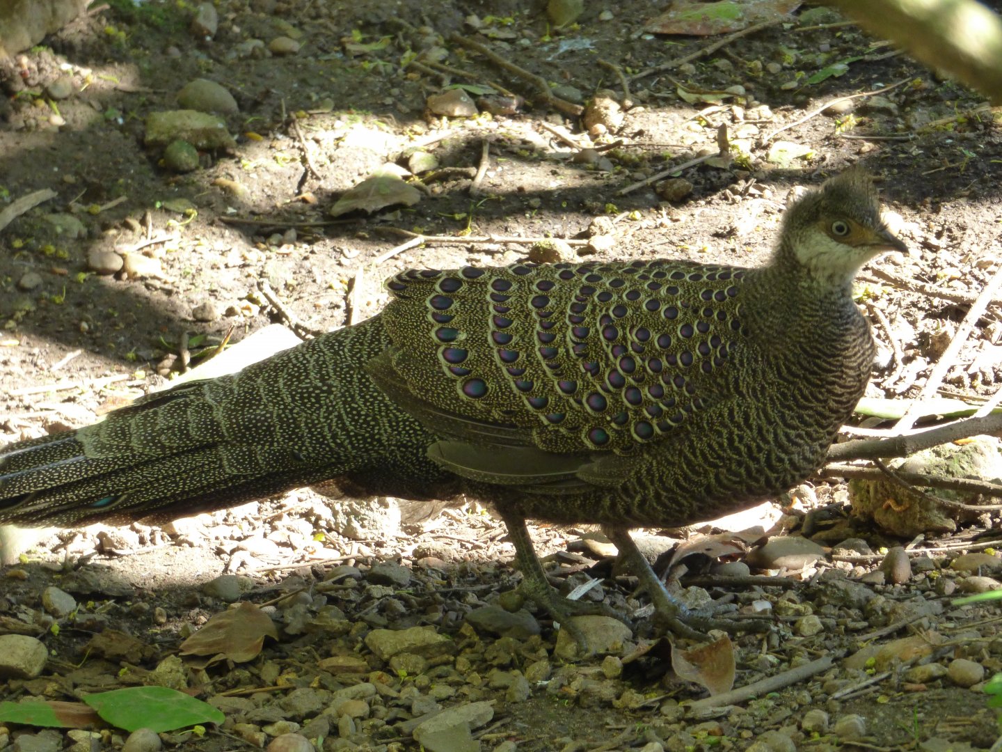 Grey Peacock Pheasant