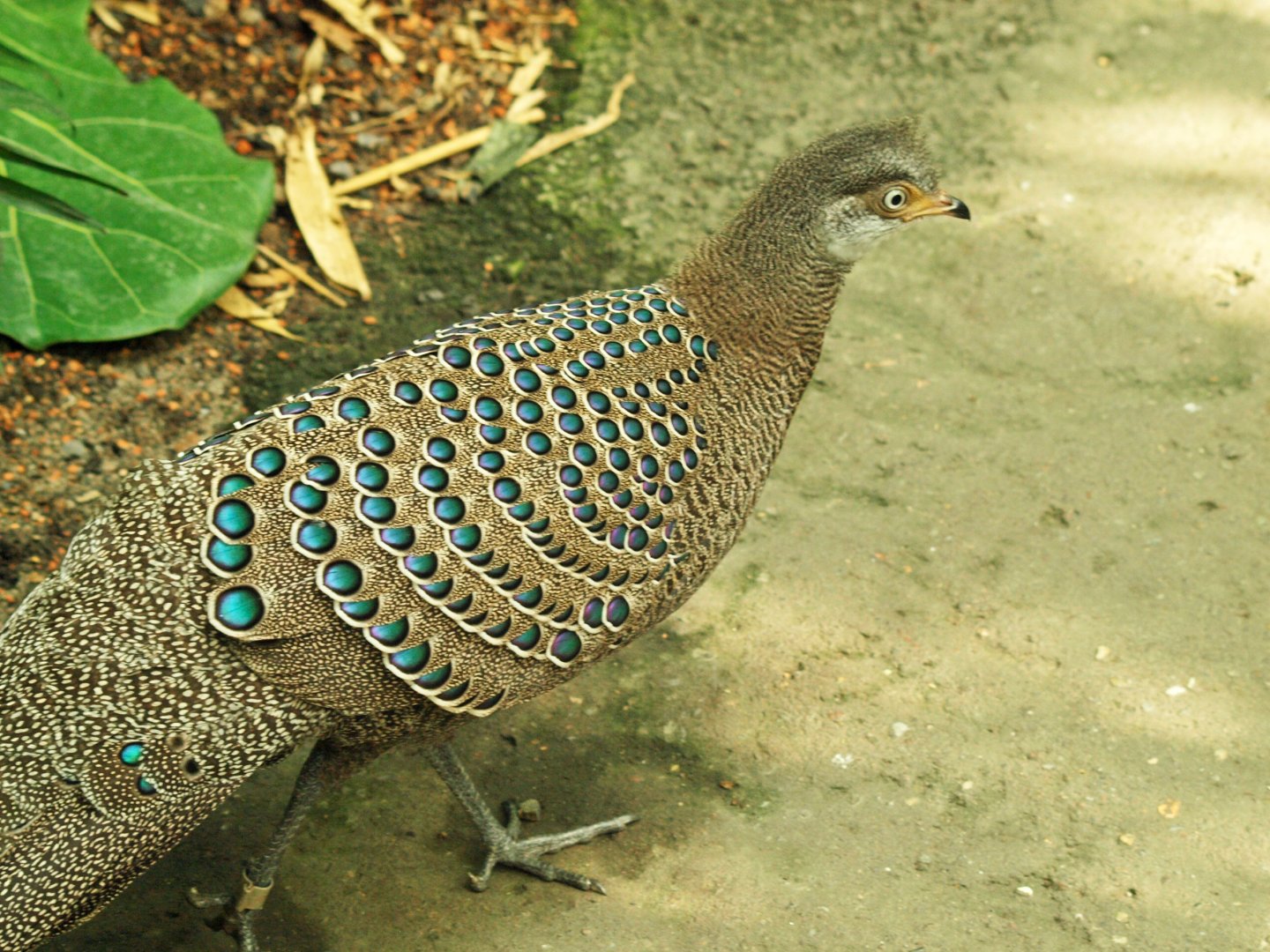 Grey peacock pheasant