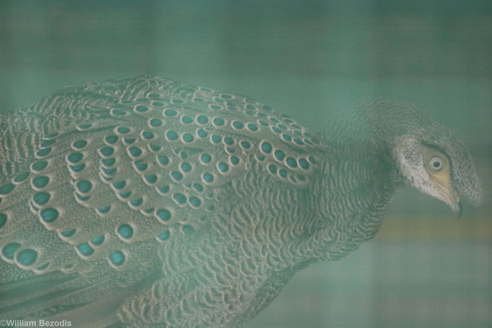 Grey Peacock-pheasant