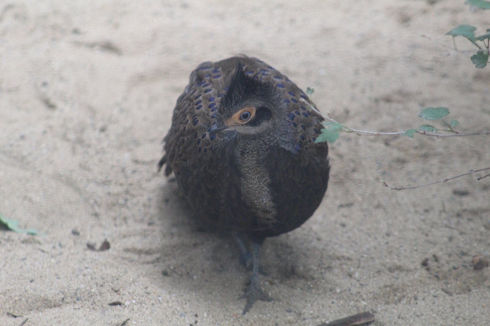 Grey Peacock-Pheasant
