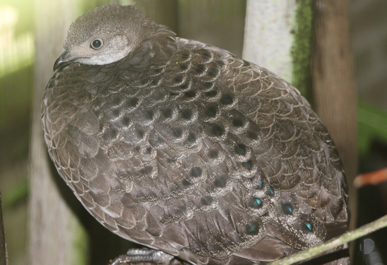 Grey peacock-pheasant