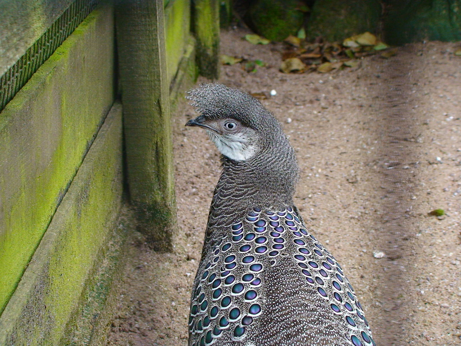 Grey Peacock pheasant