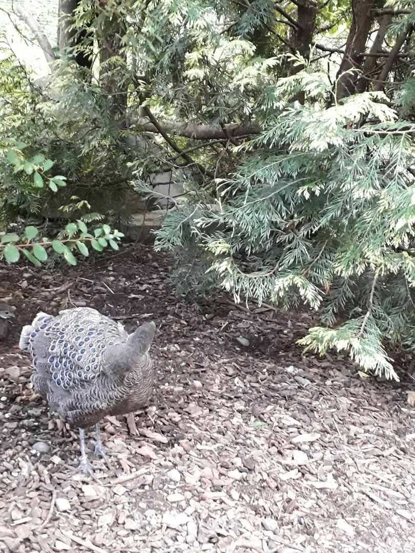 Grey peacock-pheasant