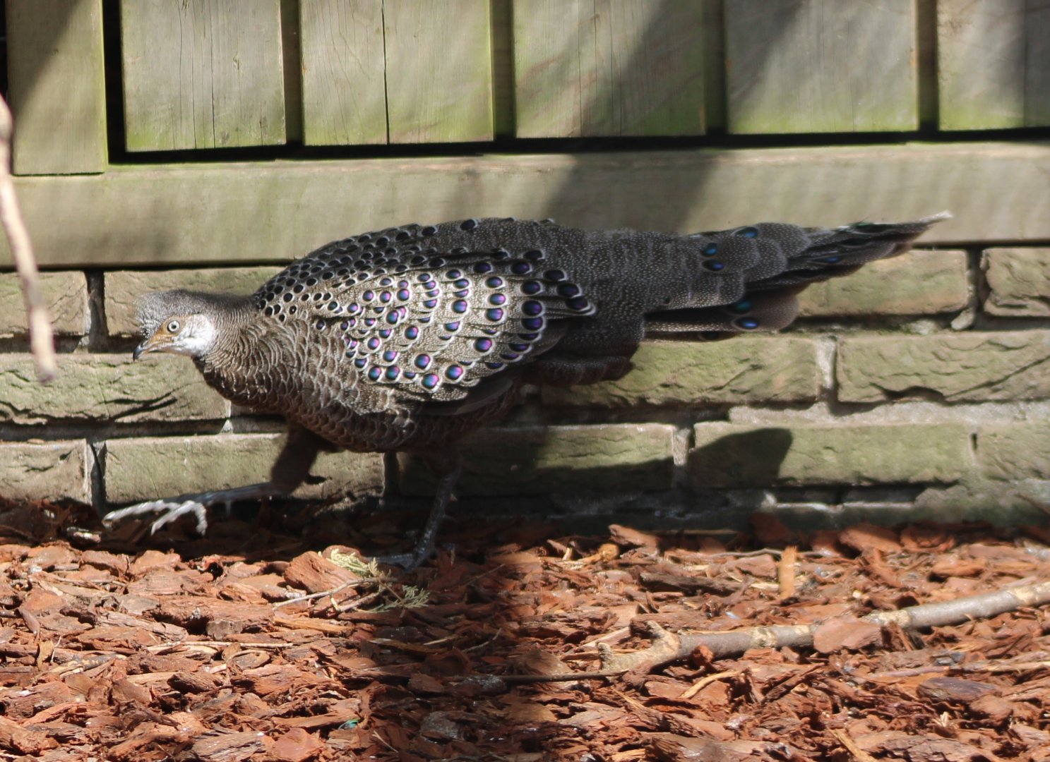 Grey peacock-pheasant