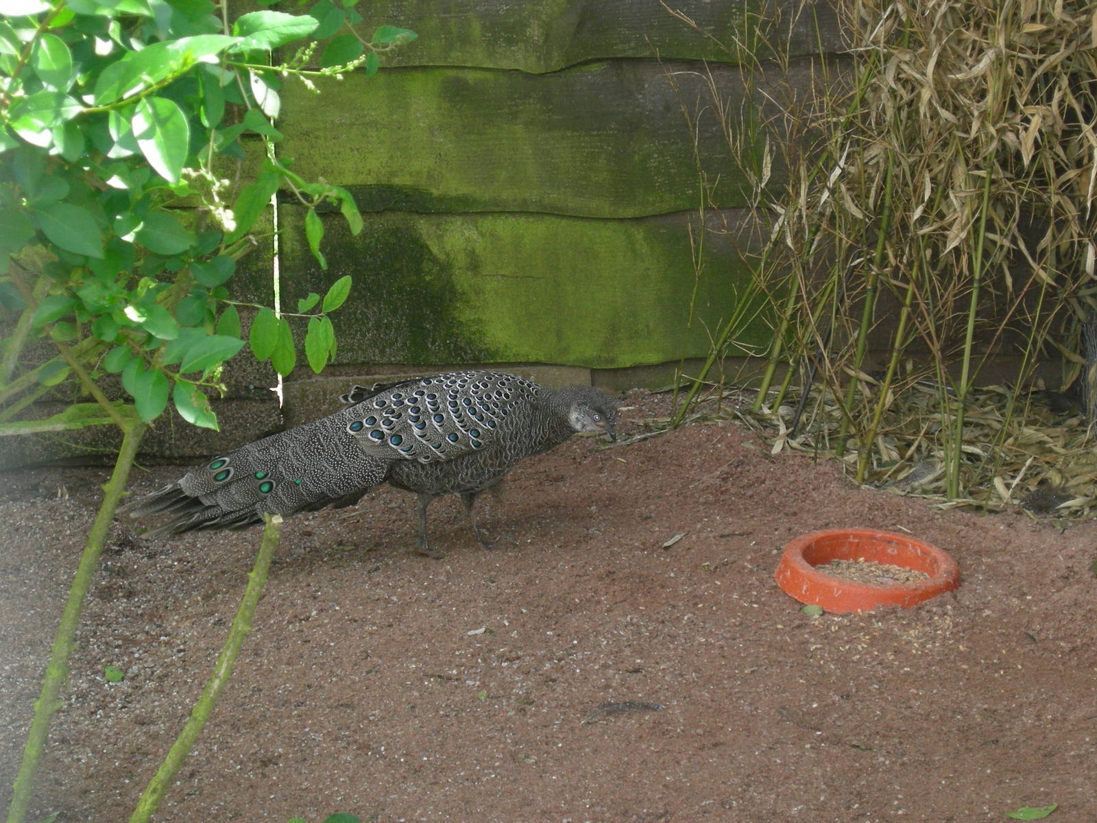 Grey peacock pheasant