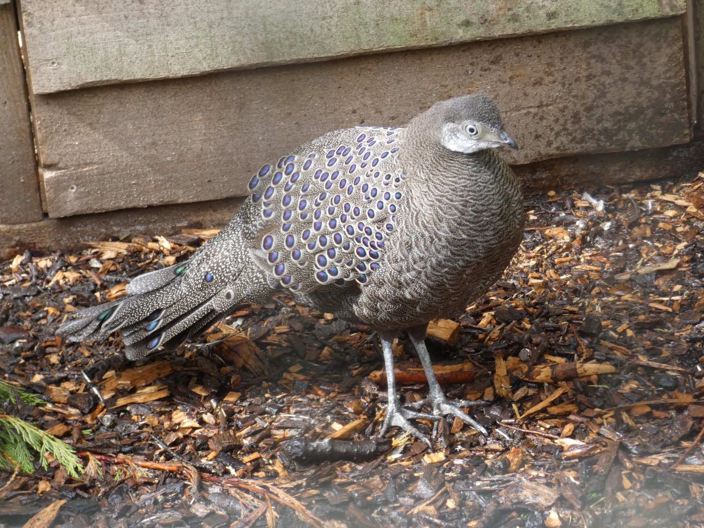 Grey Peacock-pheasant