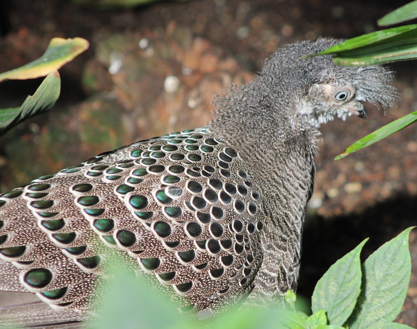 Grey peacock-pheasant