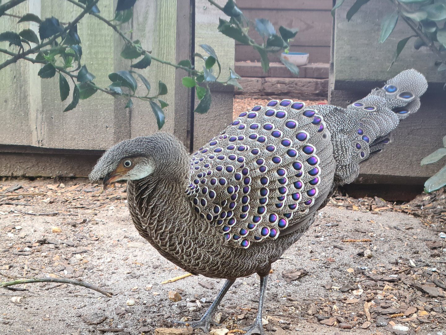 Grey peacock-pheasant