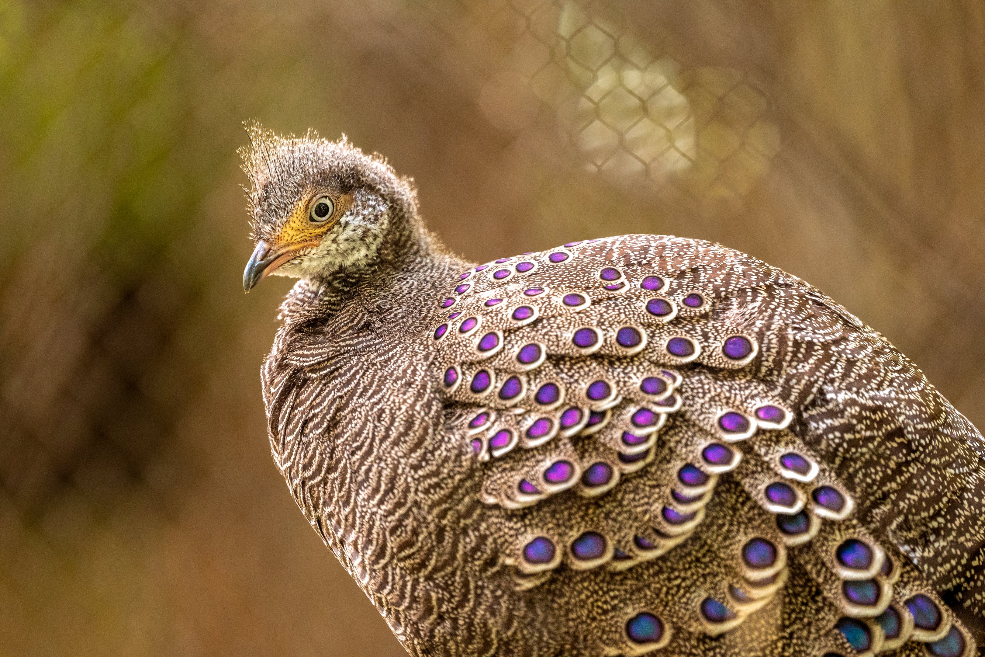 Grey Peacock Pheasant
