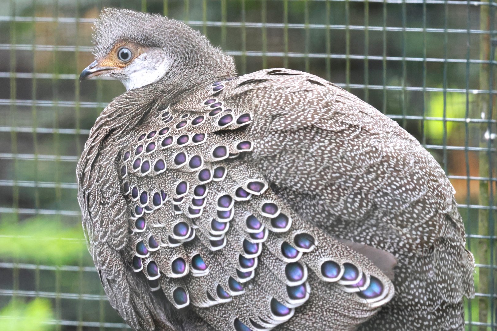 Grey peacock-pheasant