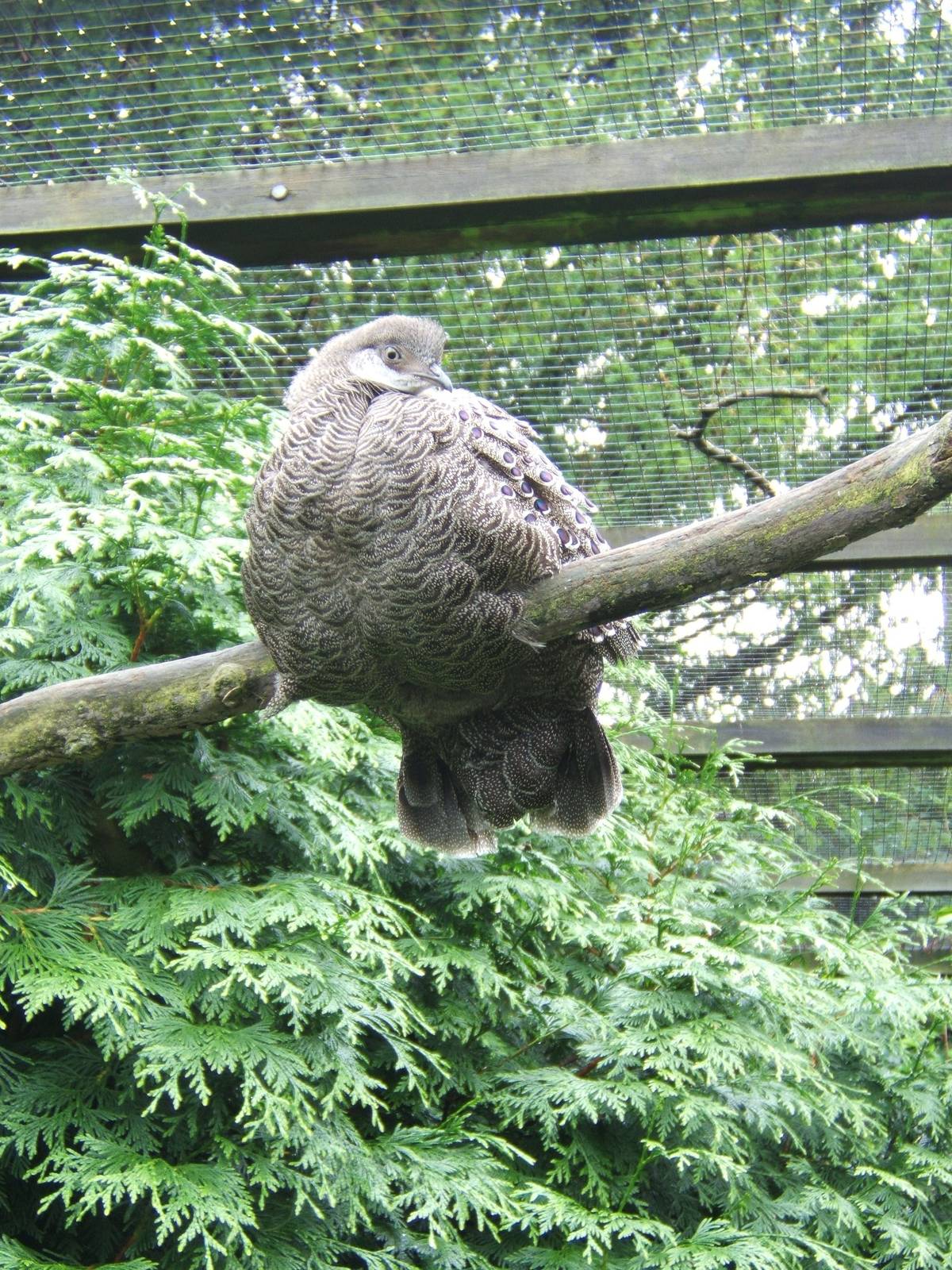 Grey Peacock Pheasant