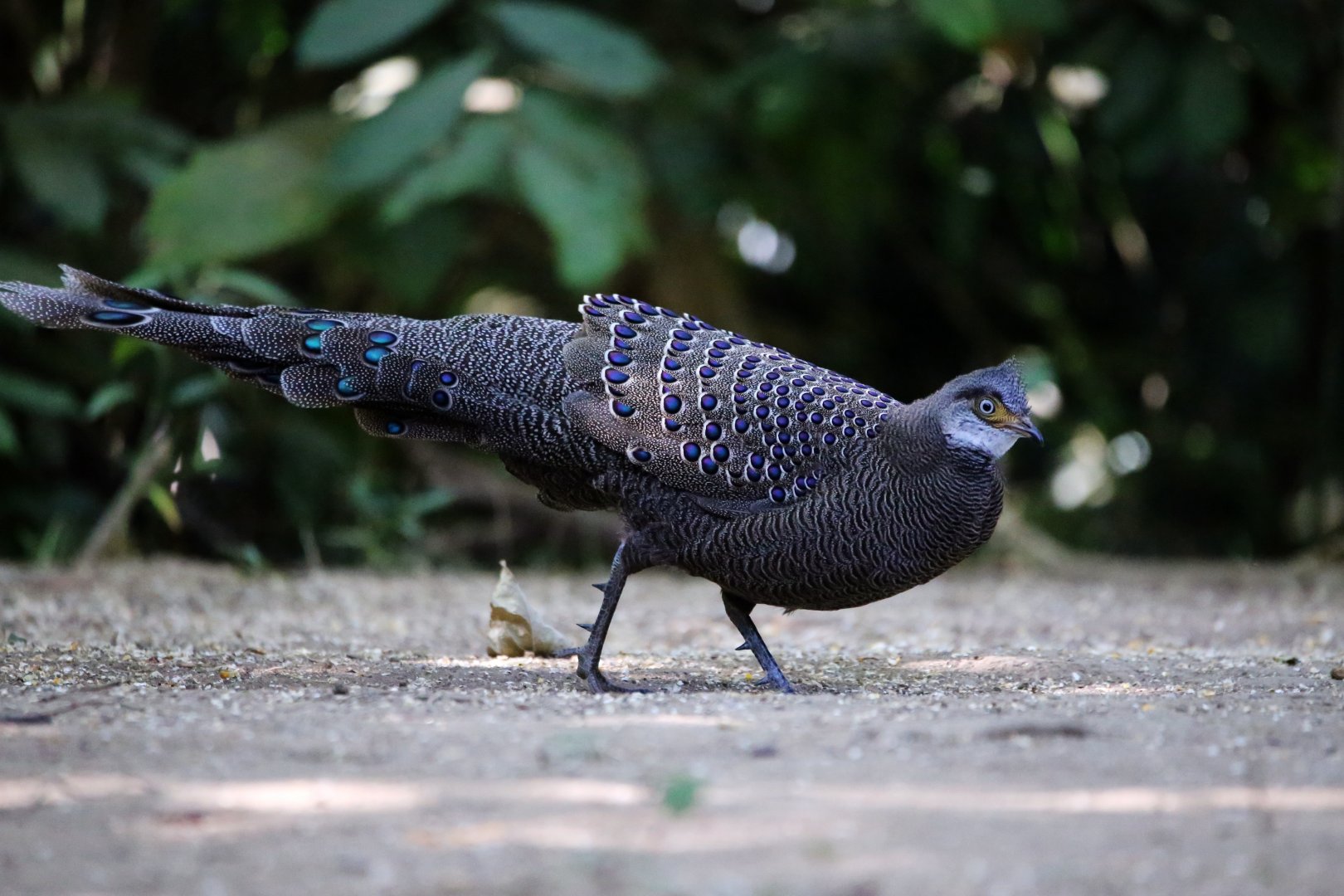 Grey Peacock-pheasant