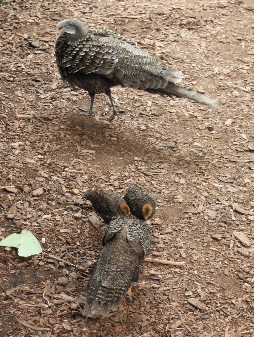 Grey peacok-pheasant family