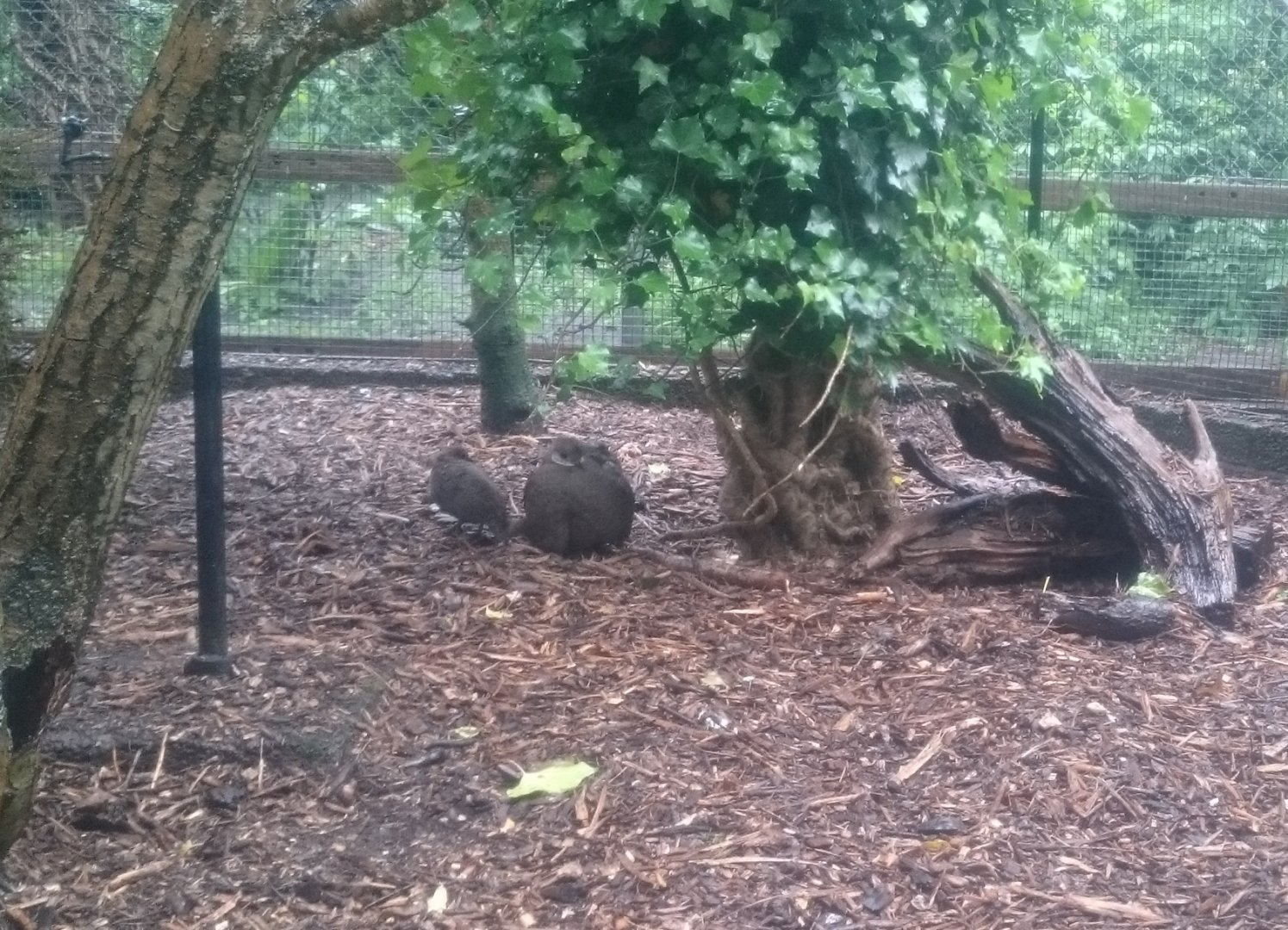 Grey peacok-pheasant with chicks