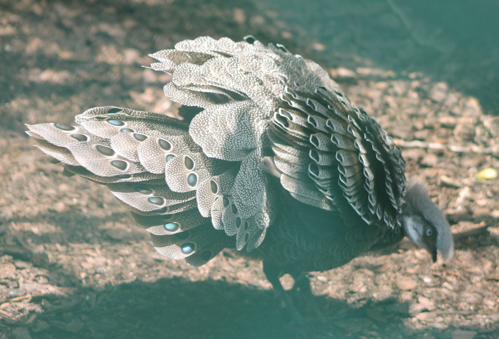 Grey peacok-pheasant