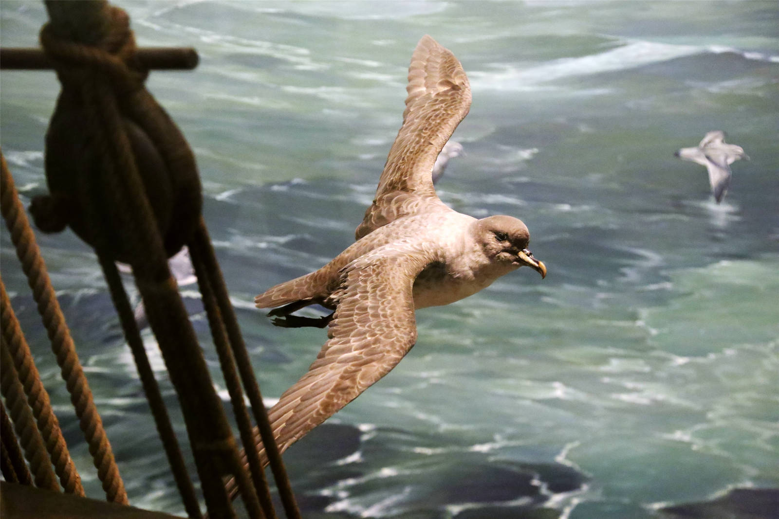 Grey petrel (Procellaria cinerea)
