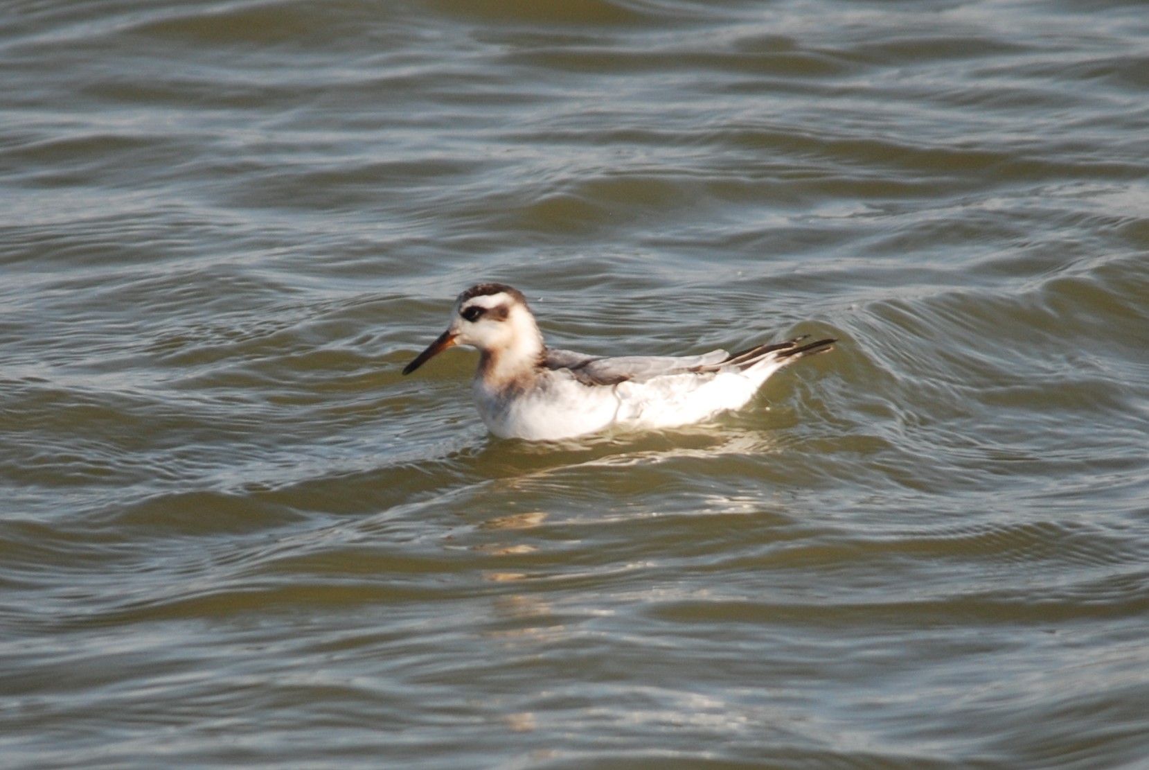 Grey Phalarope at Titchwell Marsh, 24th October 2021