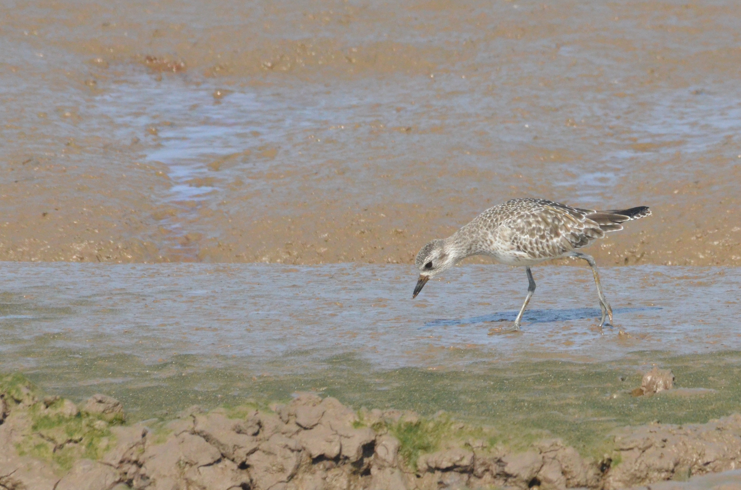 Grey Plover at Titchwell Marsh, 28/03/17