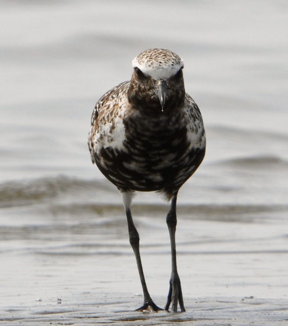 Grey Plover ~ Funabashi Sanbanze Seaside Park