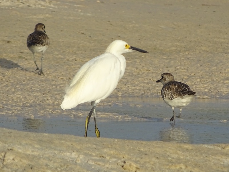 Grey plover (Pluvialis squatarola) (non-breeding plumage) & snowy Egret