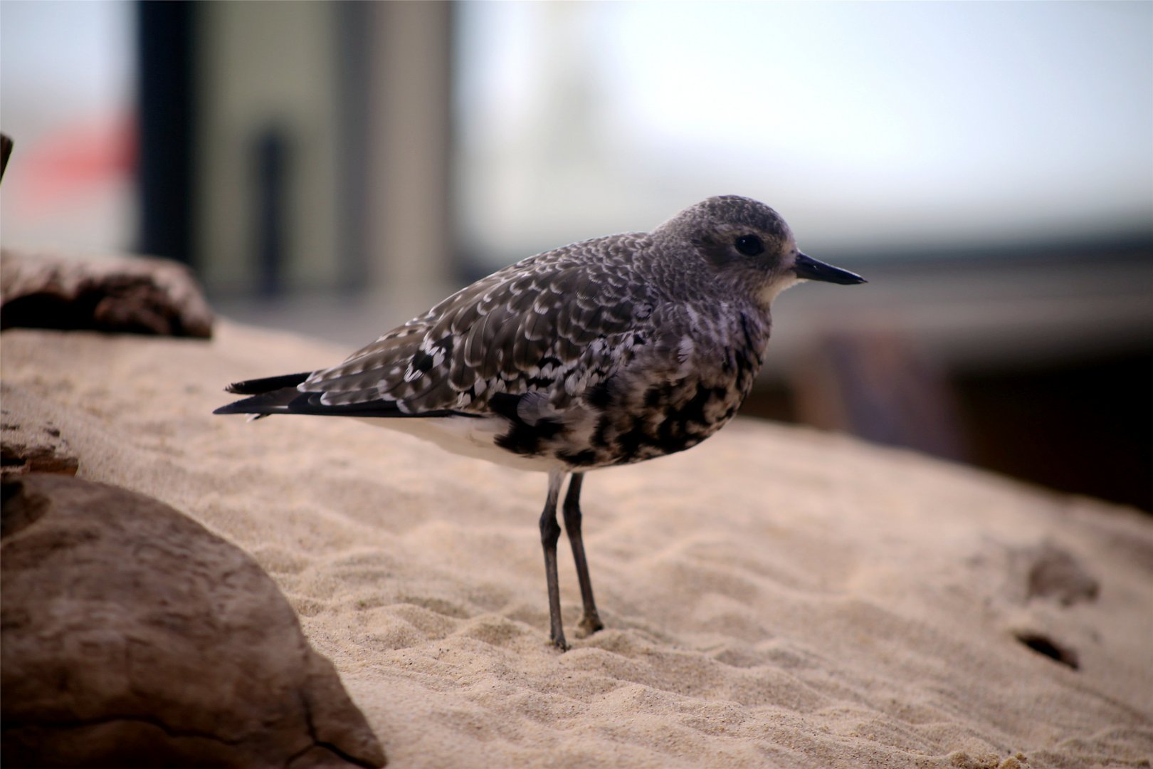 Grey Plover (Pluvialis squatarola)