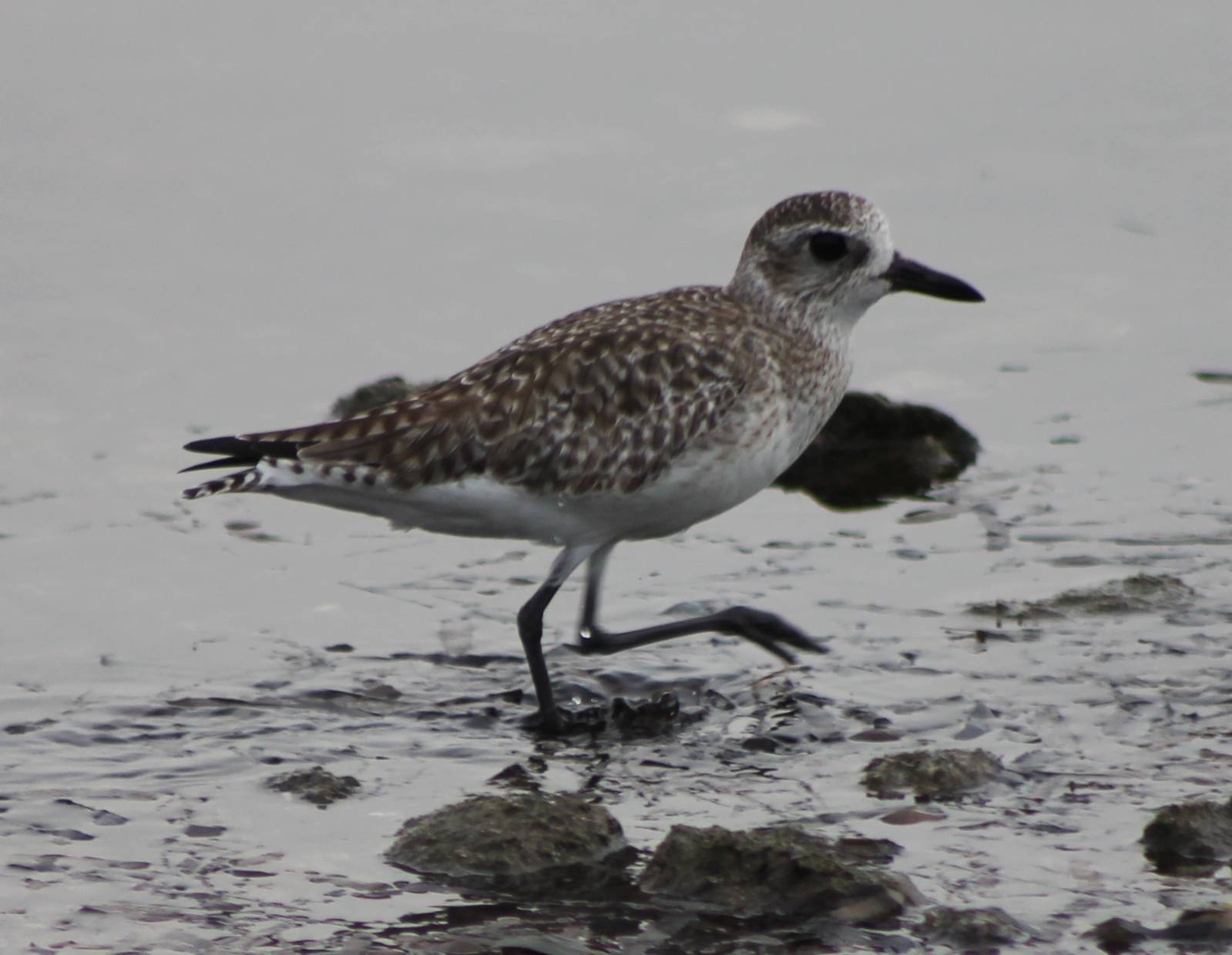 Grey plover