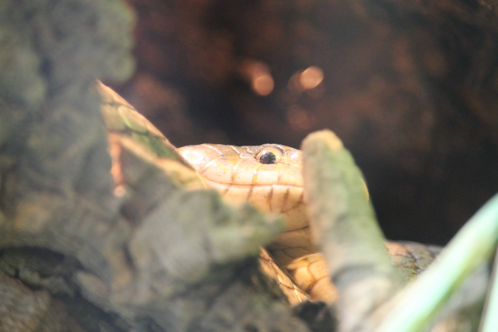 Grey rat snake eyeing you