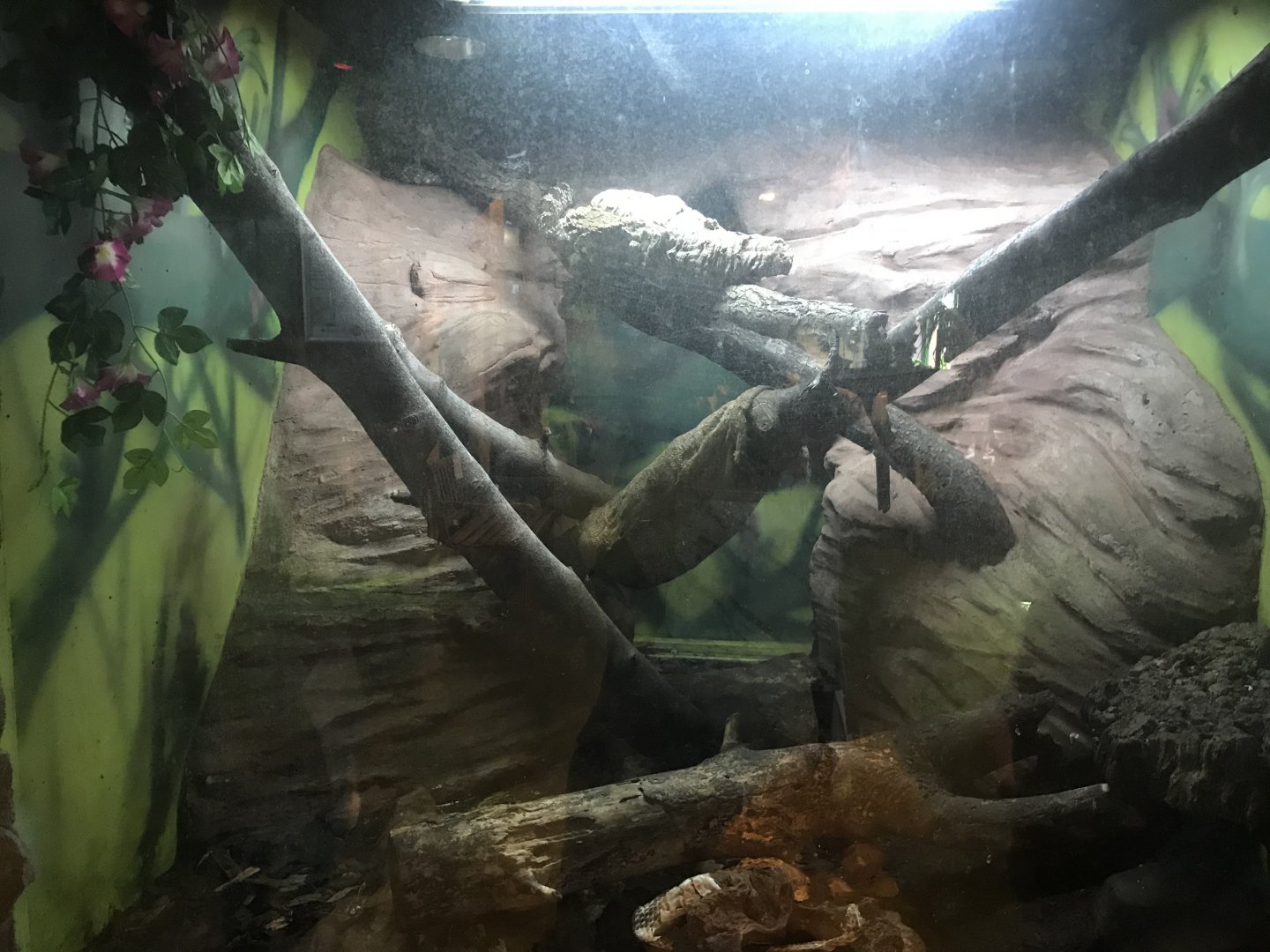 Grey ratsnake enclosure