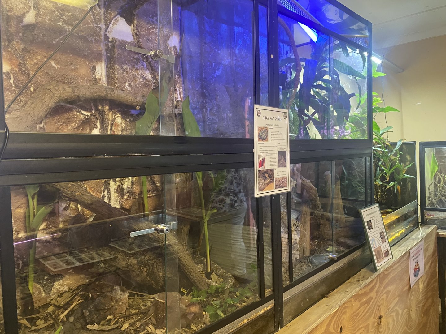 Grey Ratsnake + Lesser Hedgehog Tenrec Exhibits
