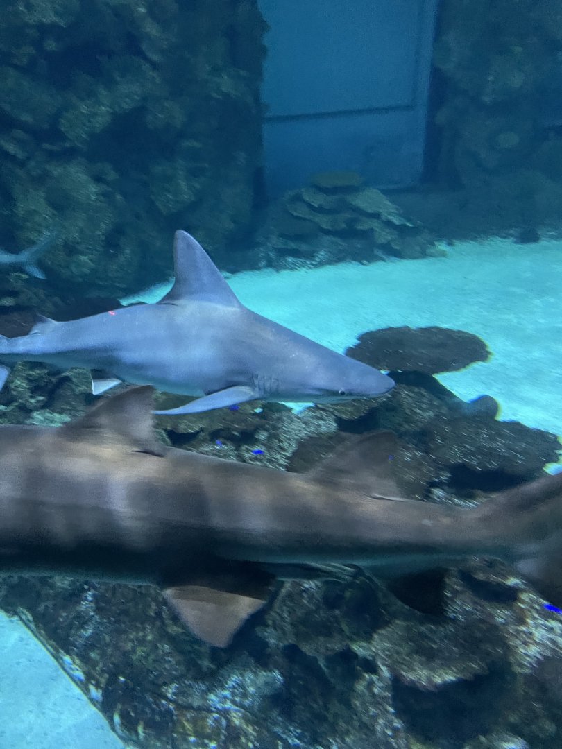 Grey Reef Shark and Sand Tiger Shark