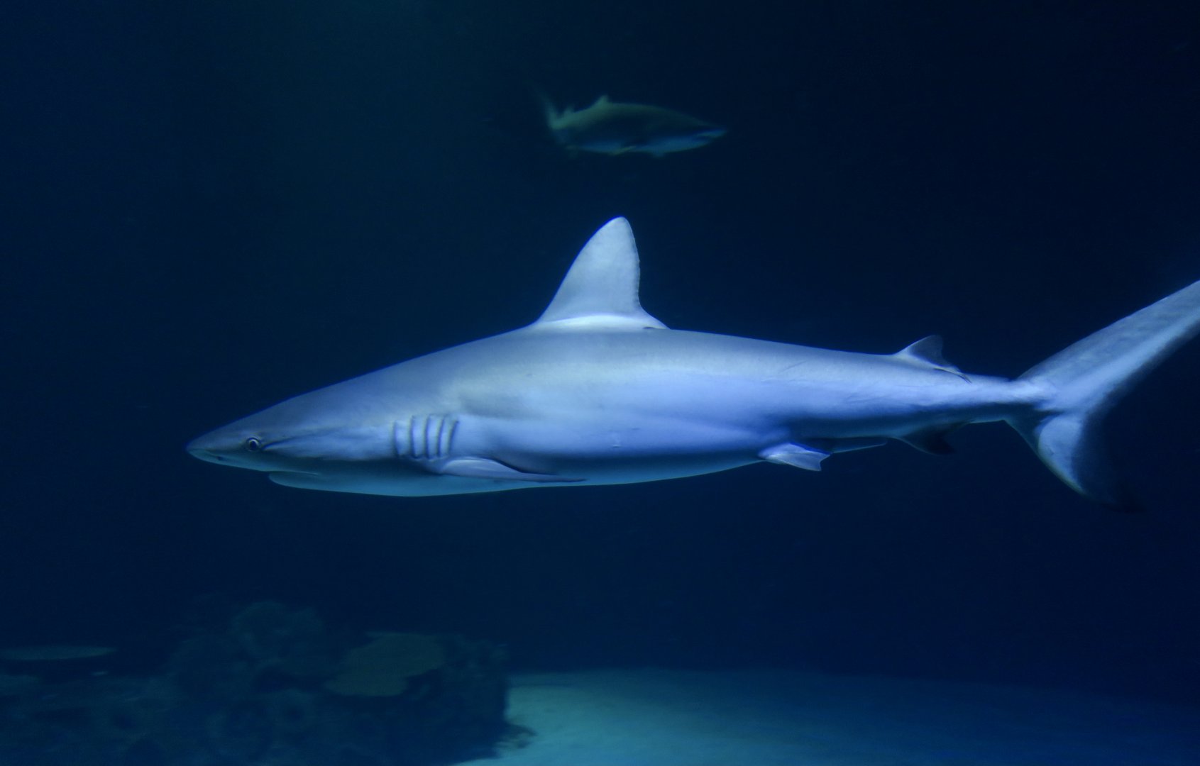 Grey Reef Shark (Carcharhinus amblyrhynchos) and Sand Tiger Shark (Carcharias taurus)