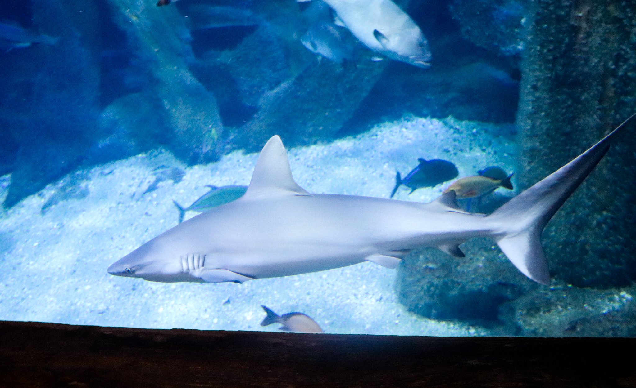 Grey Reef Shark (Carcharhinus amblyrhynchos) - December 2018