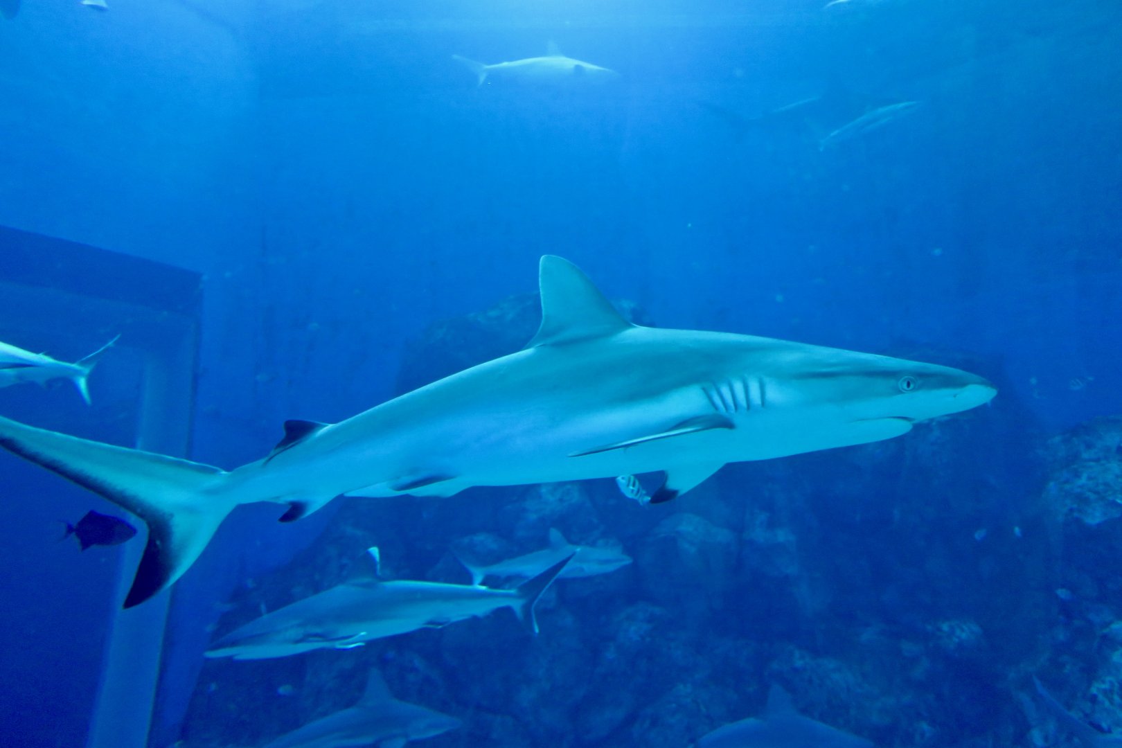 Grey Reef Shark (Carcharhinus amblyrhynchos)