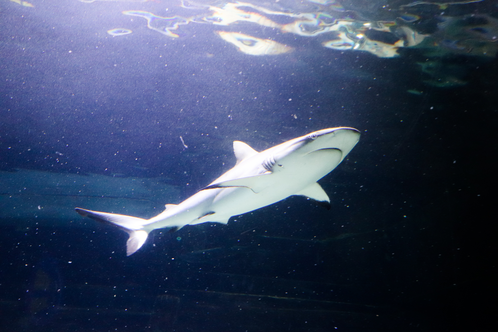 Grey Reef Shark (Carcharhinus amblyrhynchos)