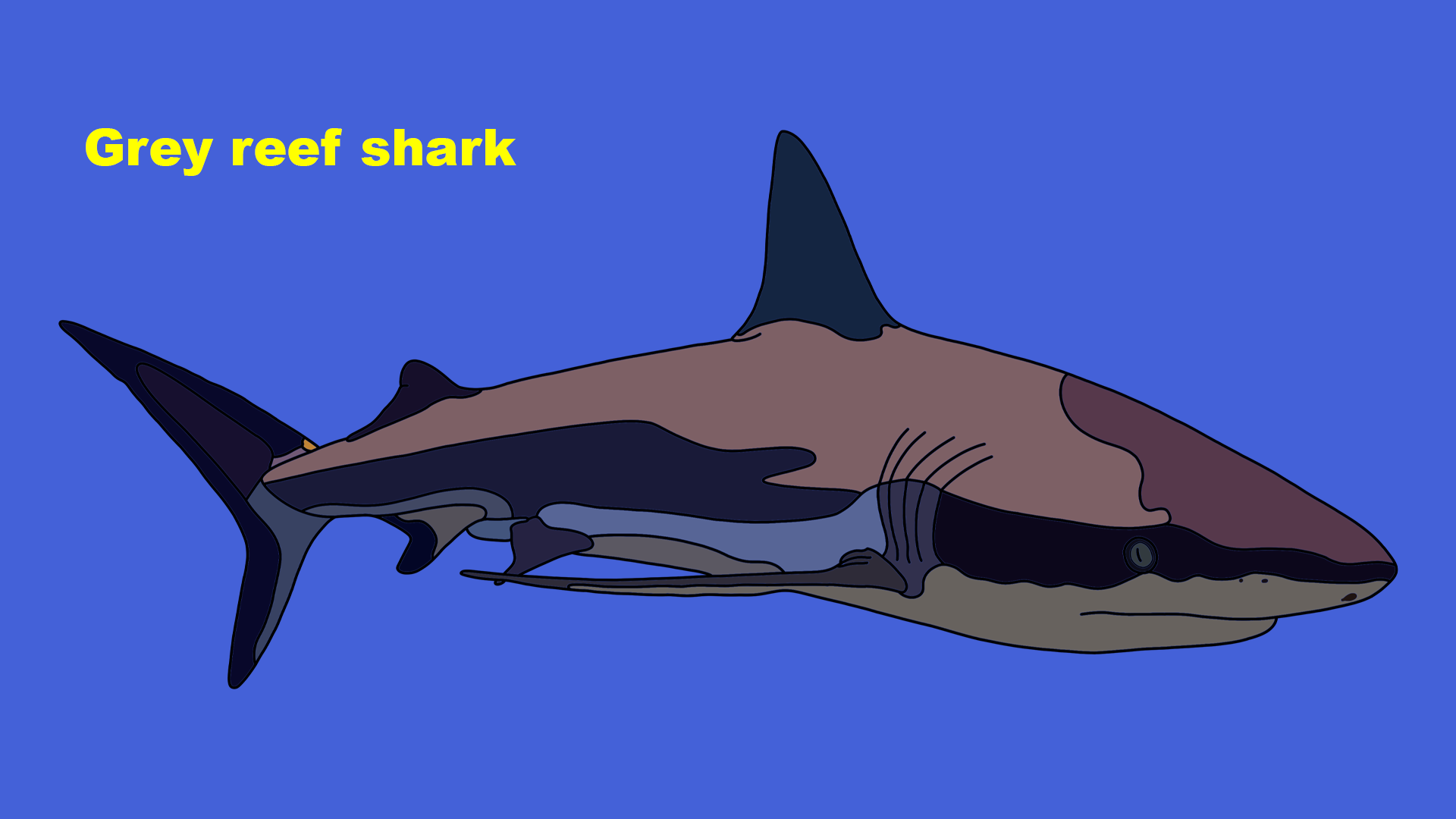 Grey reef shark (Carcharhinus amblyrhynchos)