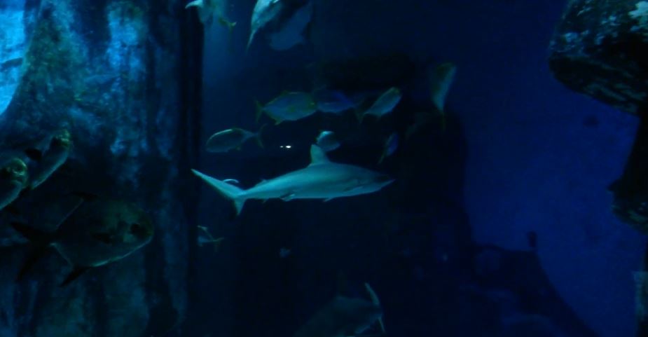 Grey Reef Shark (Carcharhinus amblyrhynchos)
