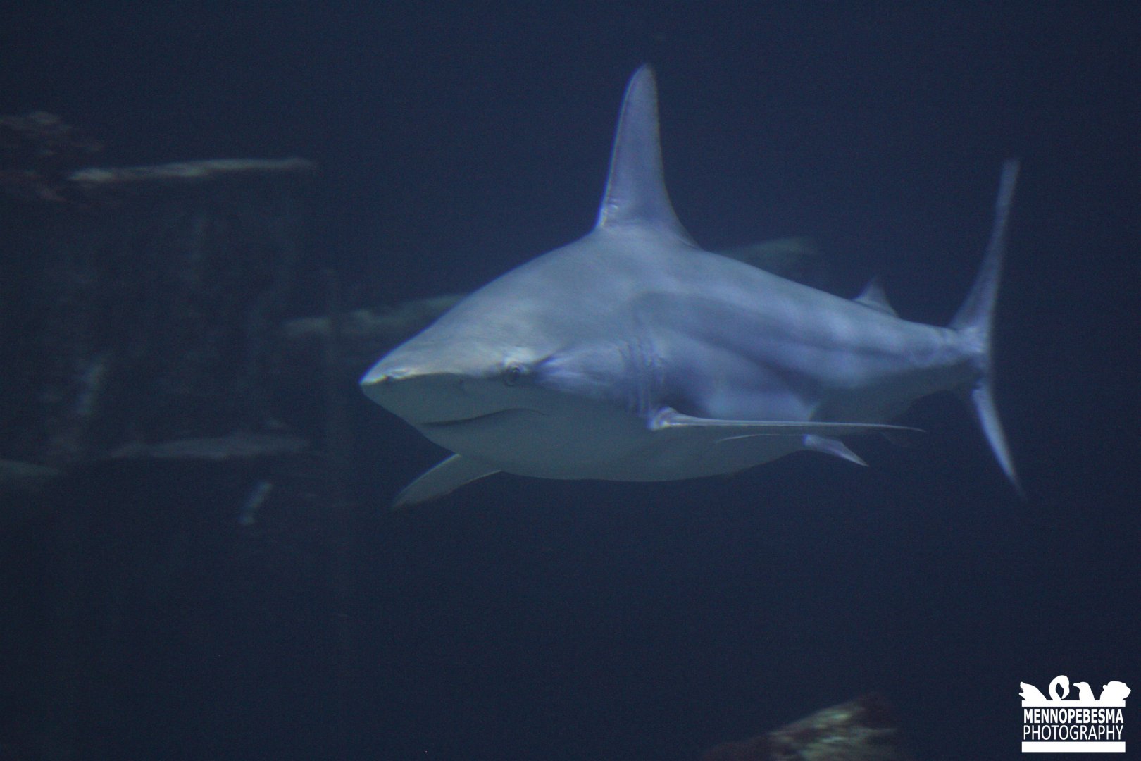 Grey reef shark (Carcharhinus amblyrhynchos)