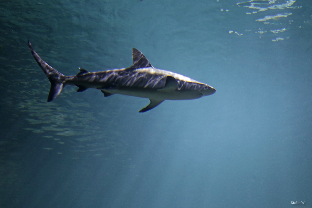 grey reef shark (Carcharhinus amblyrhynchos)